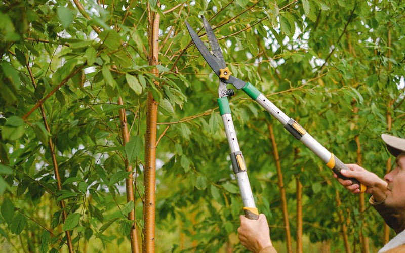 Tree trimming in Orland, CA