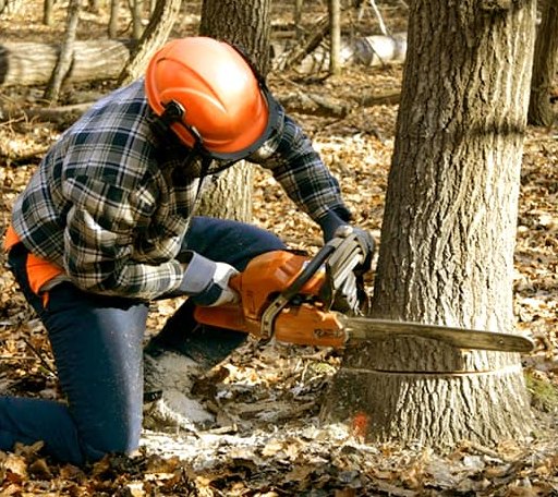 Tree Removal in Orland, CA
